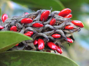 Red berries from a Southern Magnolia