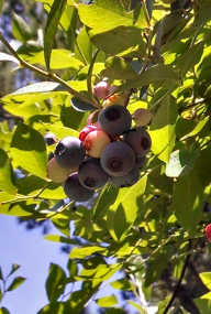 After some serious pruning and a few years of sun and water, the harvest came in.